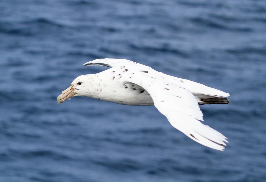 The White Morph - Heritage Collection Kaikoura Extérieur photo